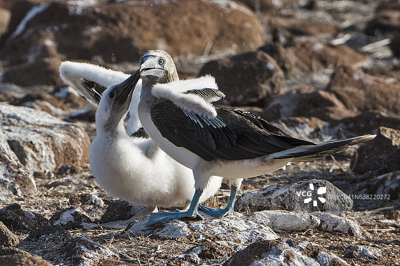 筑巢的蓝脚鲣鸟图片素材