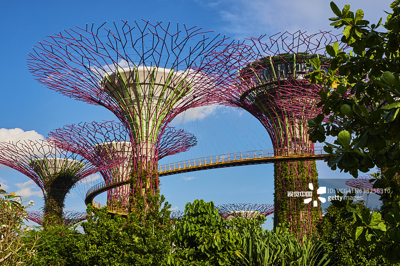 新加坡滨海湾花园擎天大树图片素材