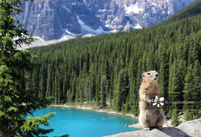 松鼠特写图片素材