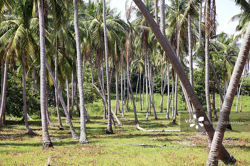 椰子林图片素材