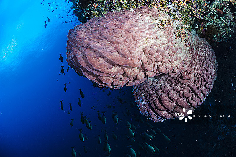 菲律宾、东南亚、西太平洋的海底世界。图片素材