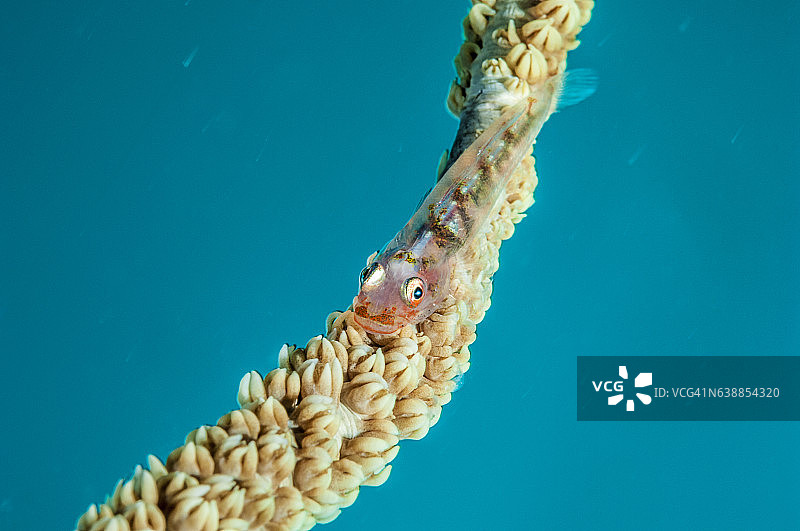 菲律宾、东南亚、西太平洋的海底世界。图片素材