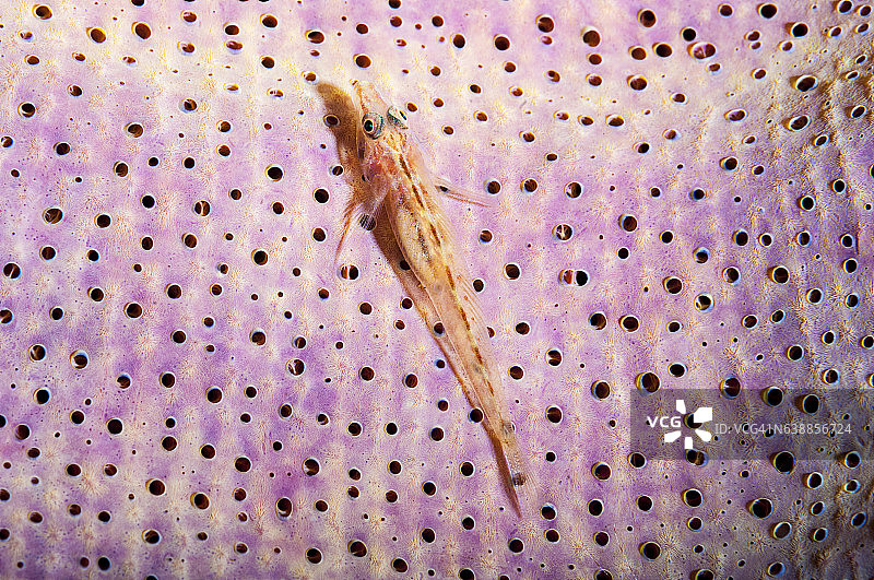 菲律宾、东南亚、西太平洋的海底世界。图片素材