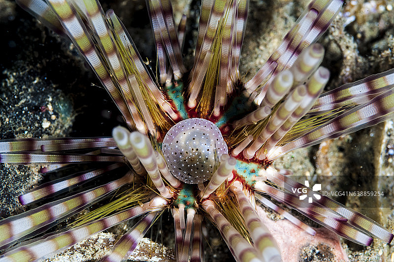 菲律宾、东南亚、西太平洋的海底世界。图片素材