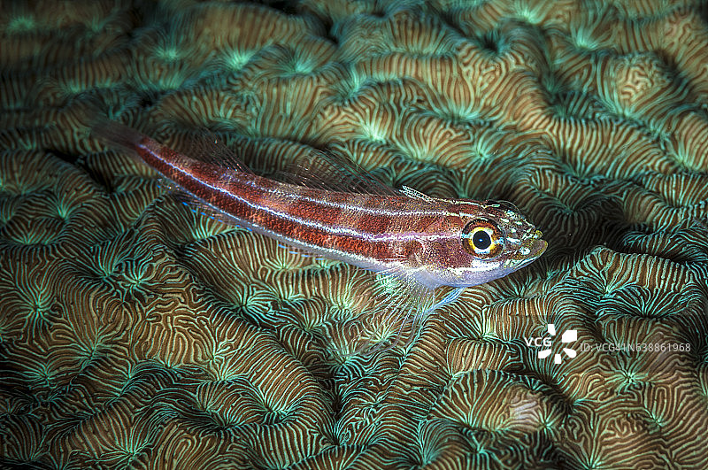 菲律宾、东南亚、西太平洋的海底世界。图片素材