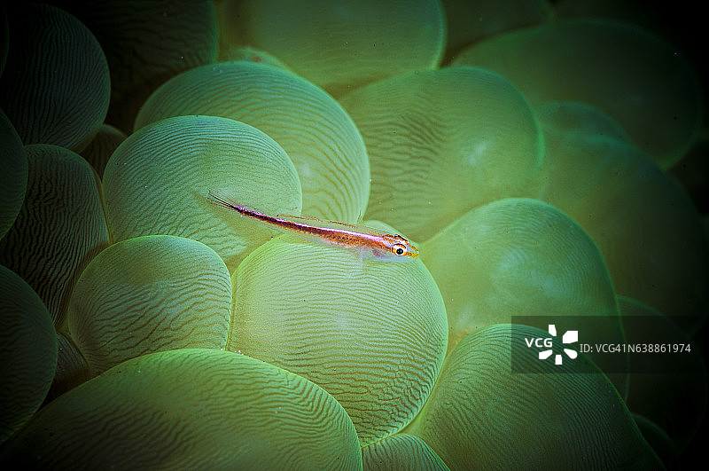 菲律宾、东南亚、西太平洋的海底世界。图片素材