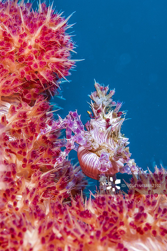 菲律宾、东南亚、西太平洋的海底世界。图片素材