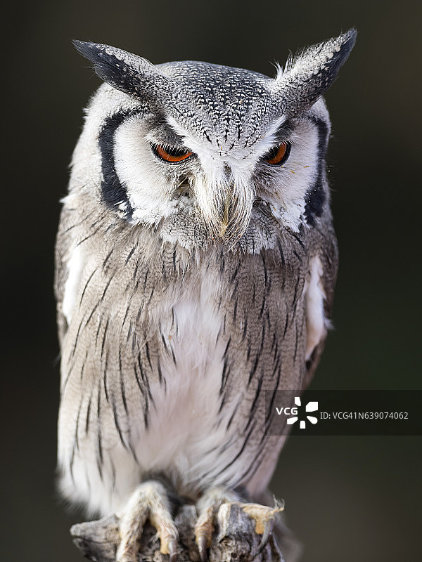 欧亚角鸮栖息在老树干上睁眼捕猎，西班牙图片素材