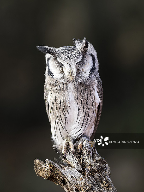 欧亚角鸮栖息在老树干上狩猎。西班牙图片素材