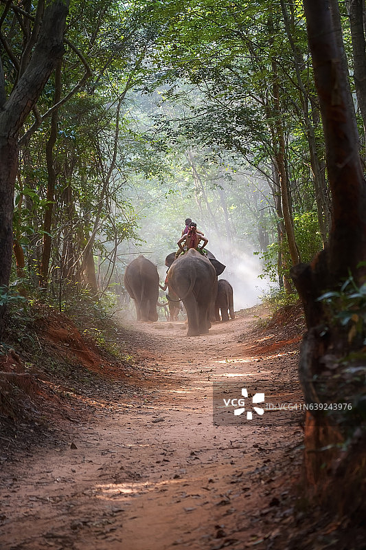 大象和象夫图片素材