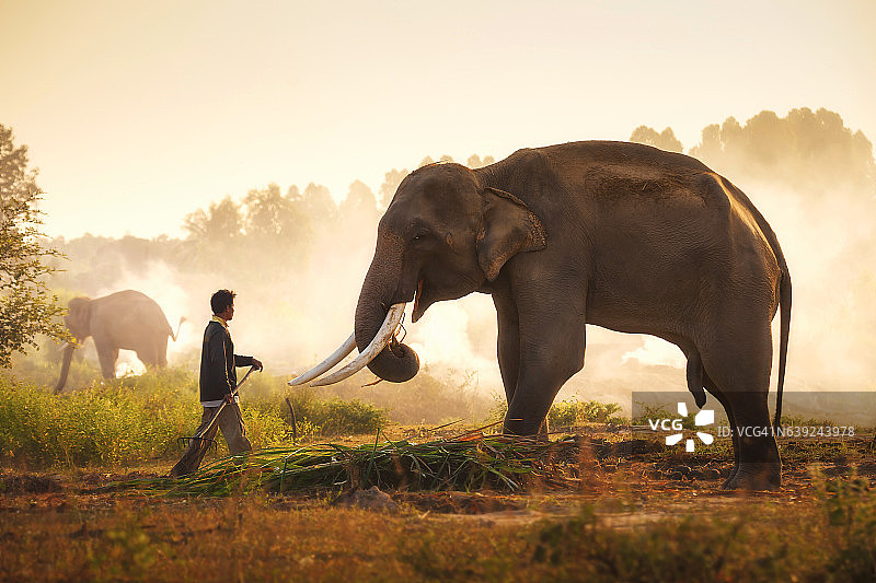 清晨的驯象人和大象图片素材