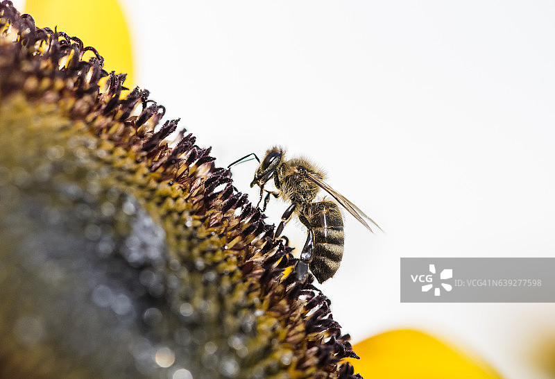 向日葵上的蜜蜂特写图片素材