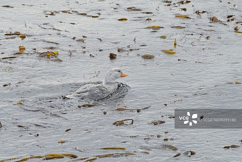 麦哲伦海峡鸭图片素材