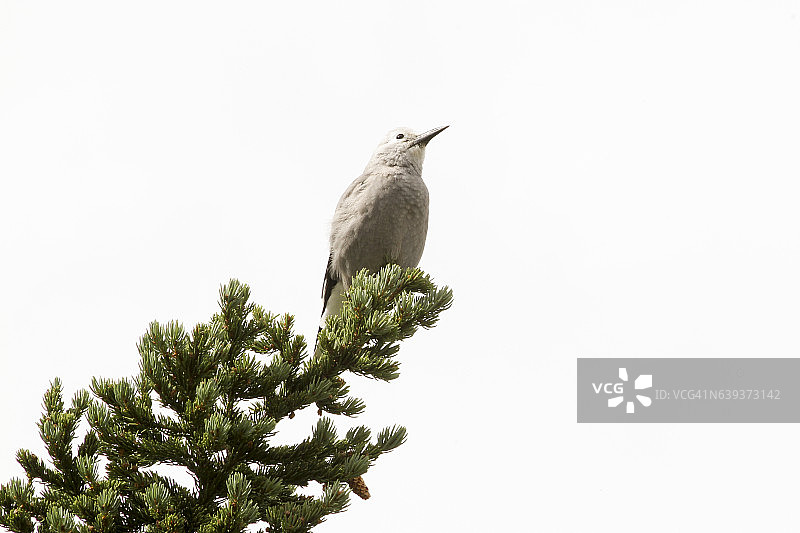 克拉克星鸦图片素材