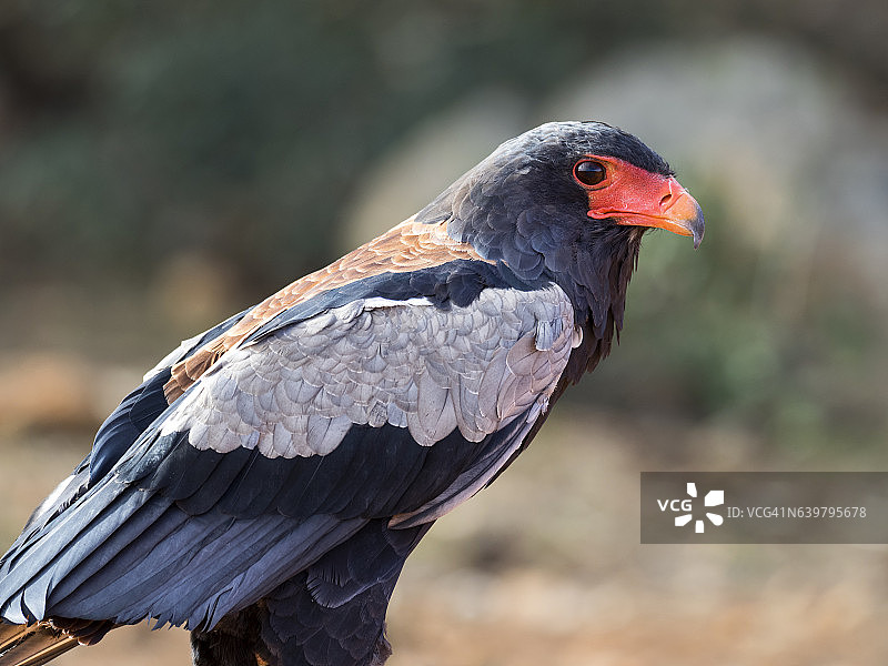 面部特写：非洲和阿拉伯特有的猛雕（Terathopius ecaudatus）图片素材