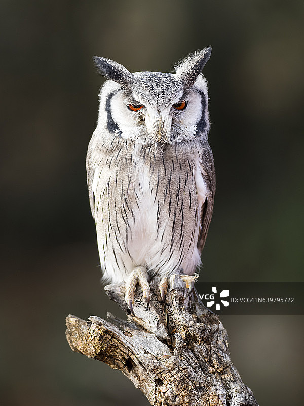 欧亚角鸮栖息在老树干上睁眼捕猎，西班牙图片素材