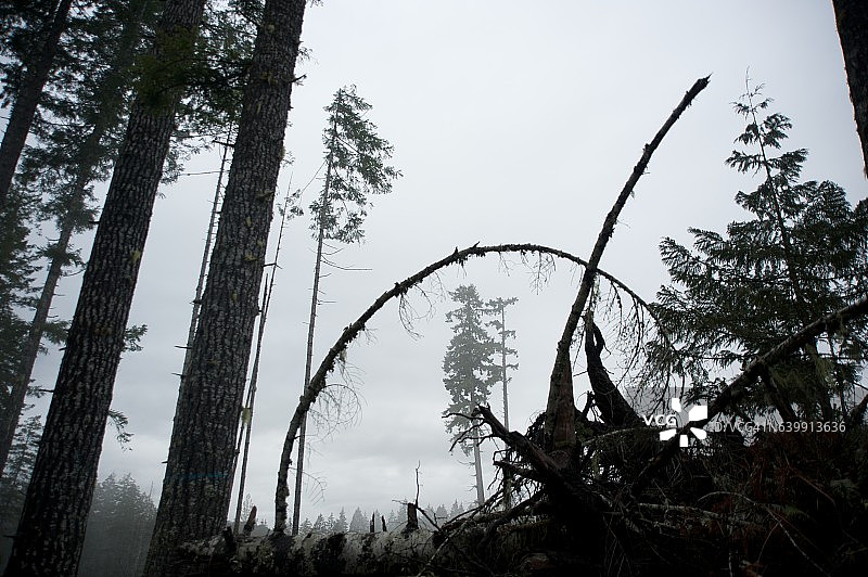 柔软的树图片素材
