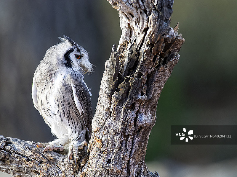 欧亚角鸮栖息在老树干上睁眼捕猎，西班牙图片素材