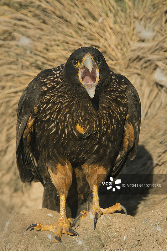 纹腹隼（学名：Phalcoboenus australis）警告鸣叫，福克兰群岛图片素材
