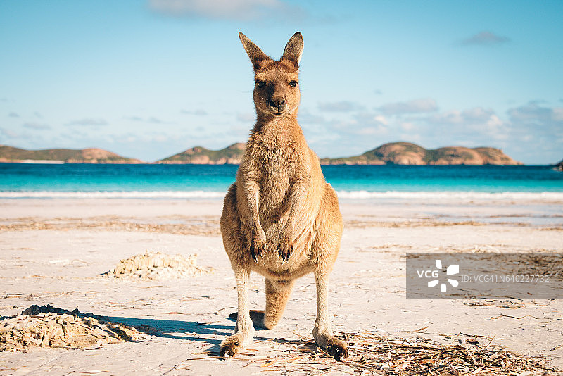 澳大利亚海滩袋鼠图片素材