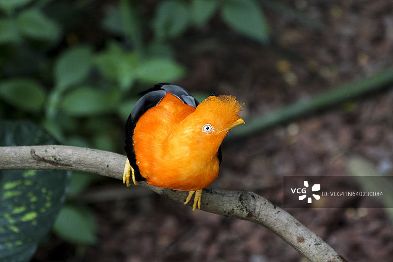 安第斯动冠伞鸟图片素材