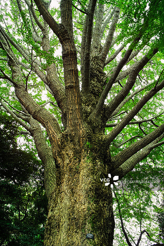 东京风景图片素材