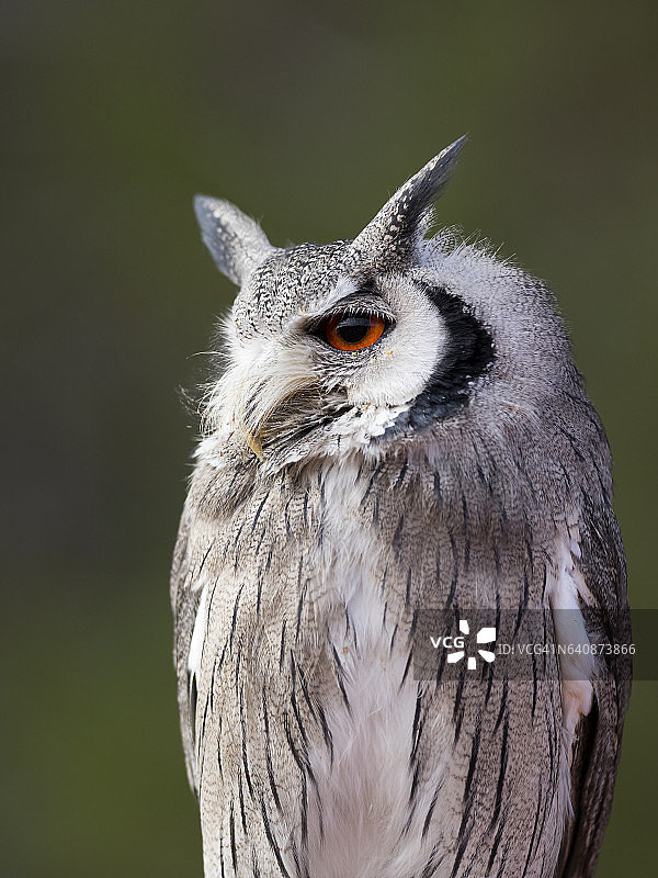 欧亚角鸮栖息在老树干上，睁着眼睛狩猎 - 西班牙图片素材