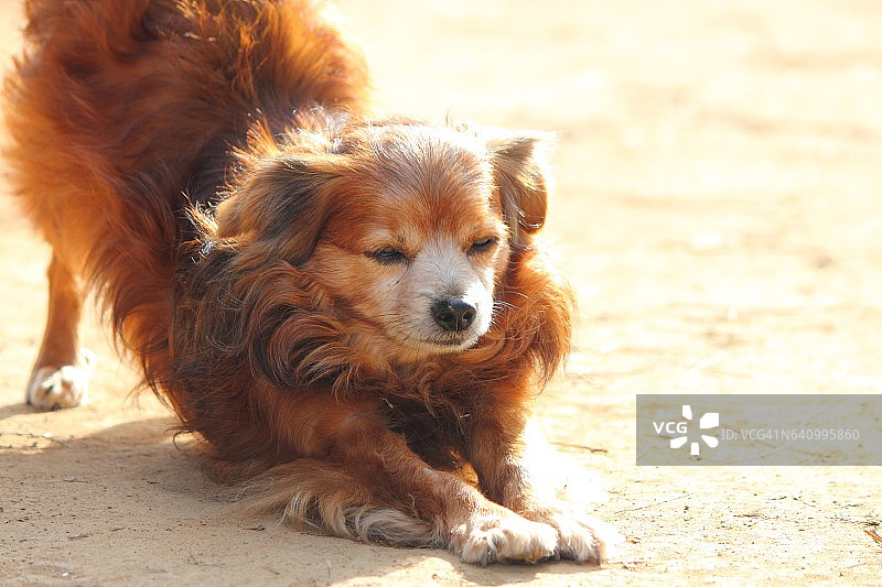 伸懒腰的狗图片素材