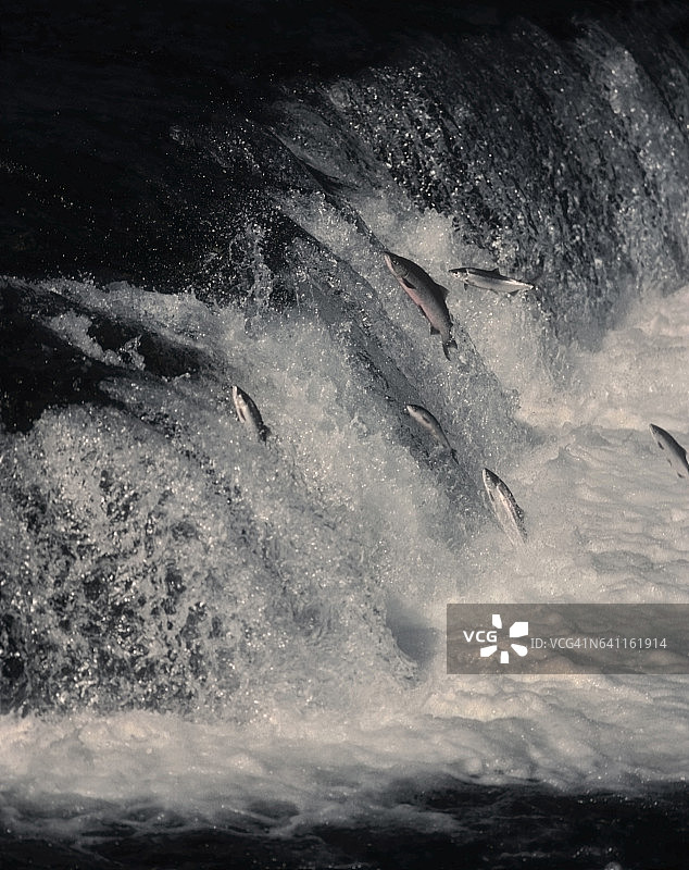 红鲑鱼跃过布鲁克斯瀑布图片素材