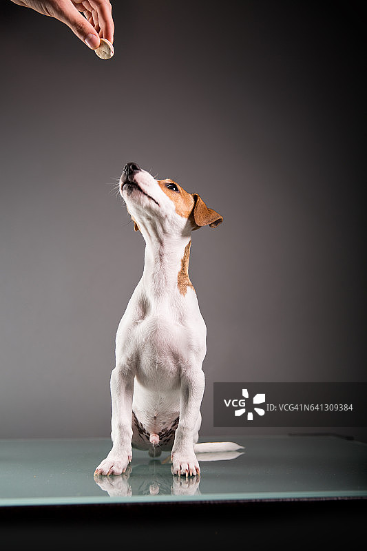 杰克罗素犬幼犬图片素材