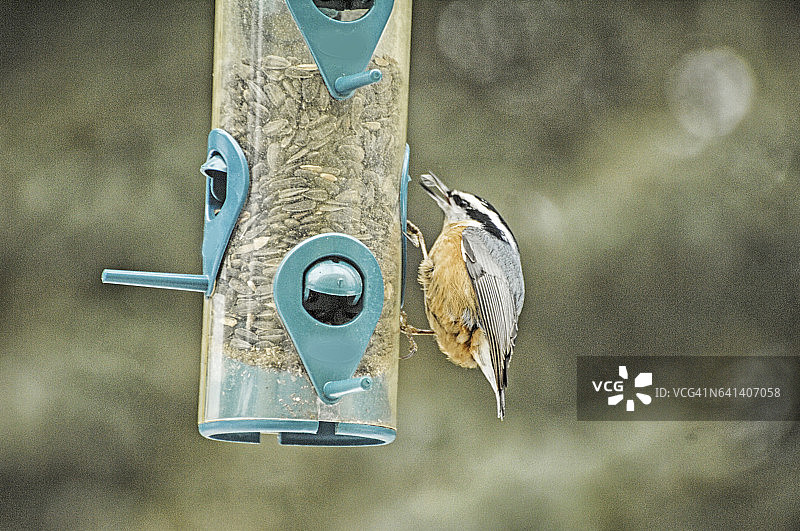 五子雀图片素材