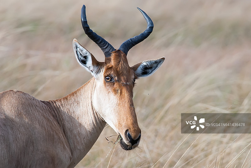 非洲草原的狷羚图片素材