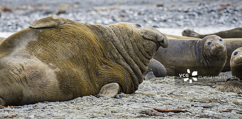 南乔治亚岛哈康湾的象海豹图片素材