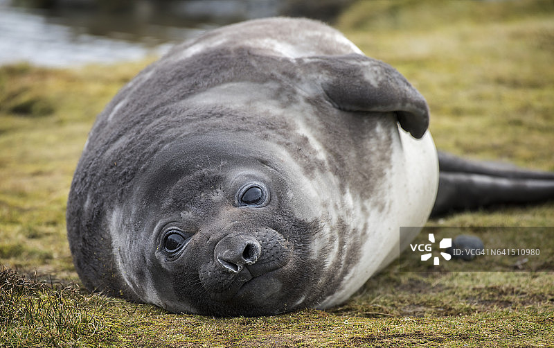 南乔治亚岛哈康国王湾的威德尔海豹图片素材