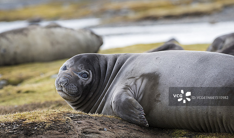 南乔治亚岛哈康国王湾的威德尔海豹图片素材
