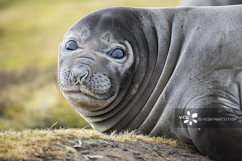 南乔治亚岛哈康国王湾的威德尔海豹图片素材