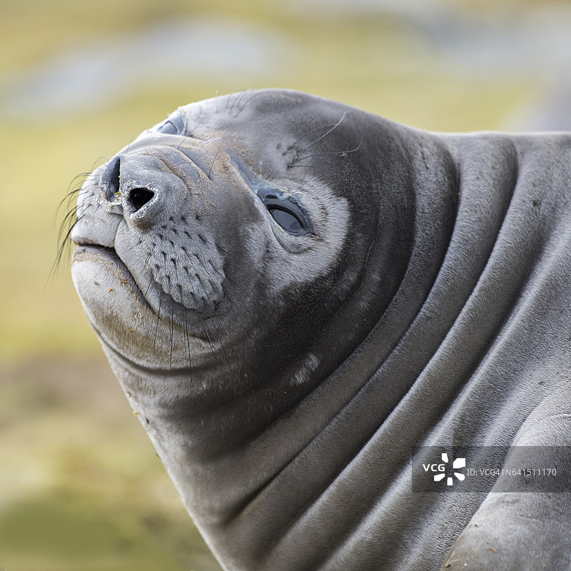 南乔治亚岛哈康国王湾的威德尔海豹图片素材