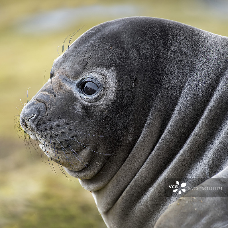 南乔治亚岛哈康国王湾的威德尔海豹图片素材