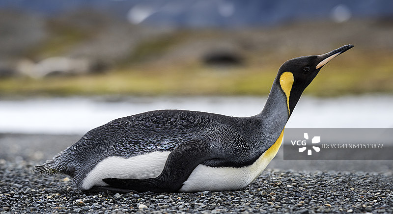 南乔治亚岛哈康国王湾的国王企鹅图片素材