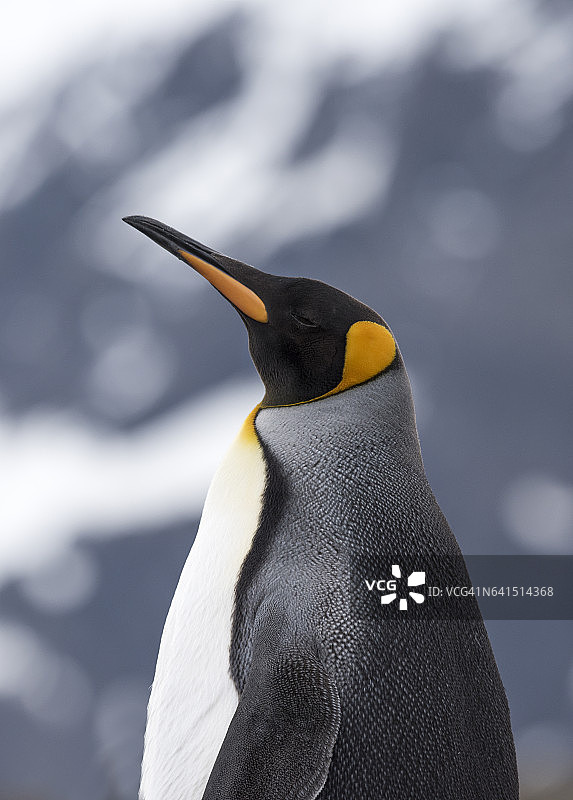 南乔治亚岛哈康国王湾的国王企鹅图片素材