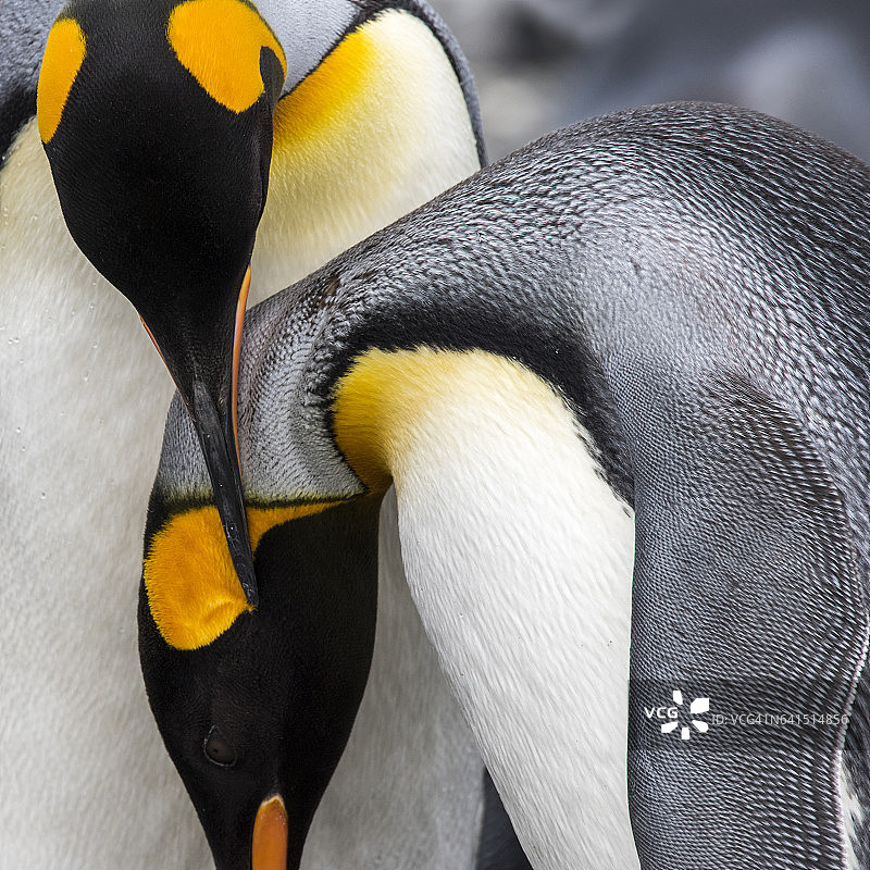 南乔治亚岛，哈康国王湾的帝企鹅图片素材