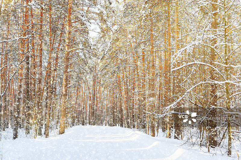 森林中的冬季乡村公路图片素材