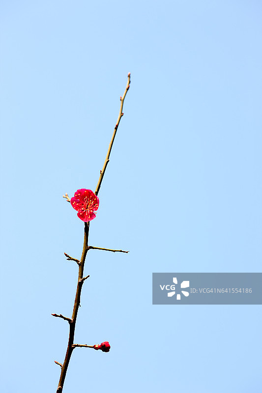 梅花图片素材