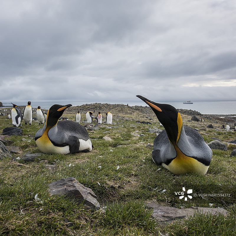 帝企鹅，南乔治亚岛圣安德鲁斯湾图片素材