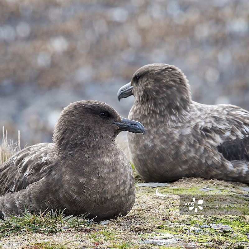 南极贼鸥图片素材