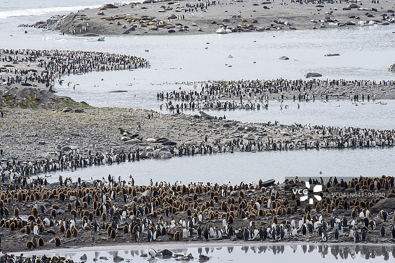 帝企鹅，南乔治亚岛圣安德鲁斯湾图片素材