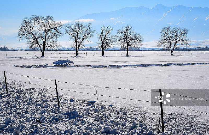 五棵树图片素材