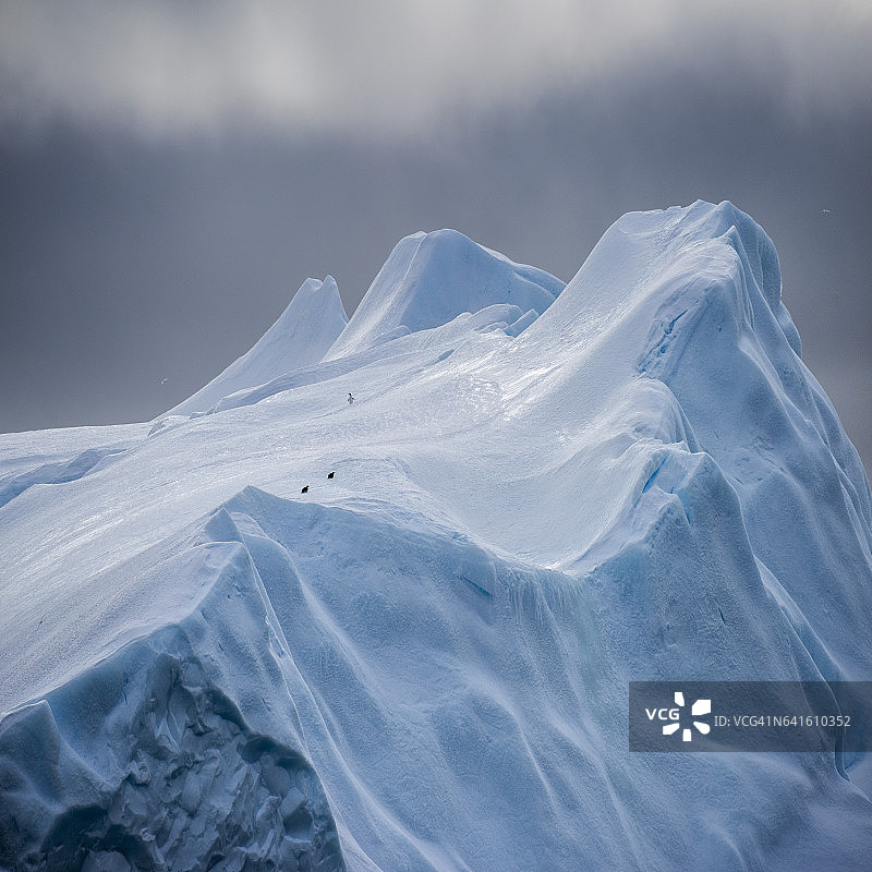 南奥克尼群岛的冰山和企鹅图片素材
