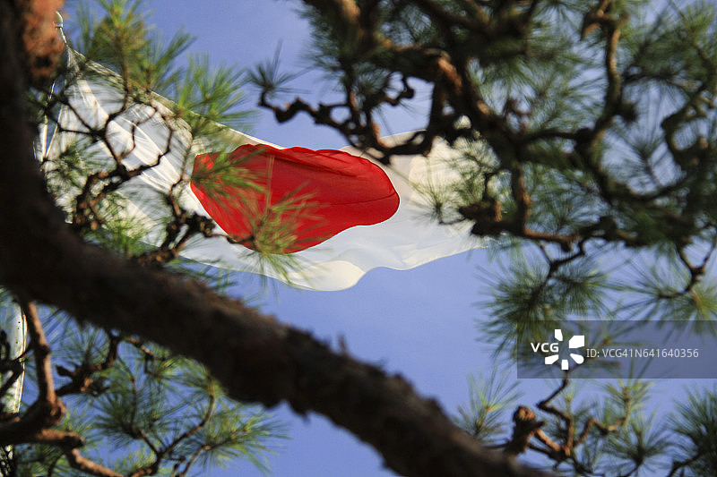日本雪松枝条间飘扬的日本国旗图片素材