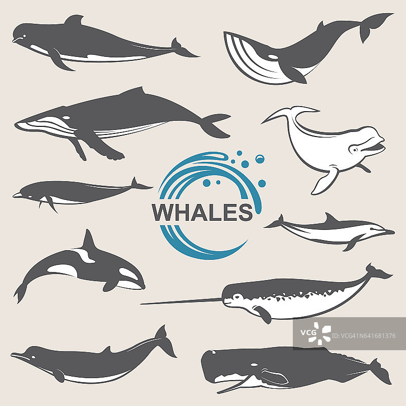 各种鲸鱼图案图片素材